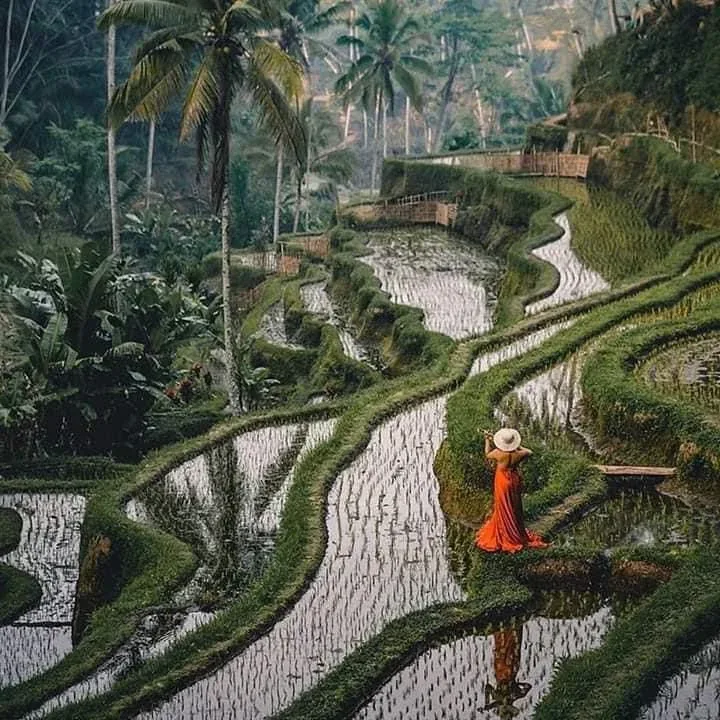 ubud in a day: rice terrace, holy water temple, waterfall, arts