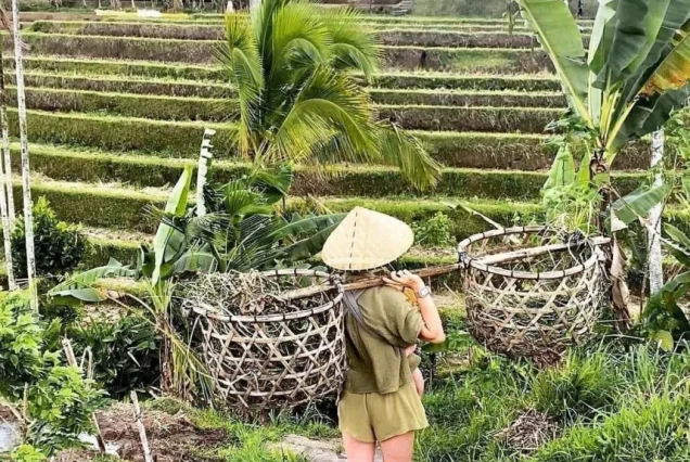 private tour jatiluwih rice terrace,ulun danu and banyu mala waterfall tour