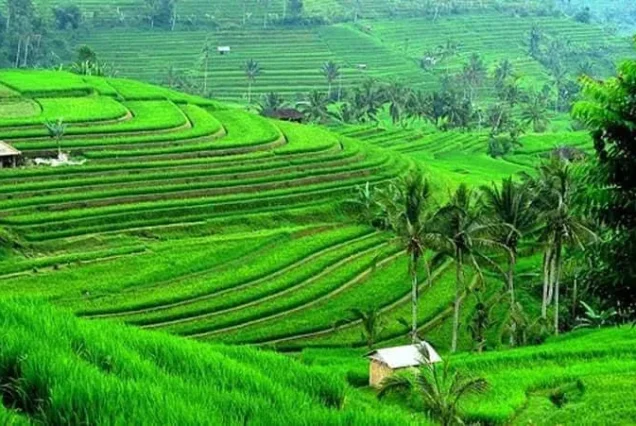 private tour jatiluwih rice terrace,ulun danu and banyu mala waterfall tour
