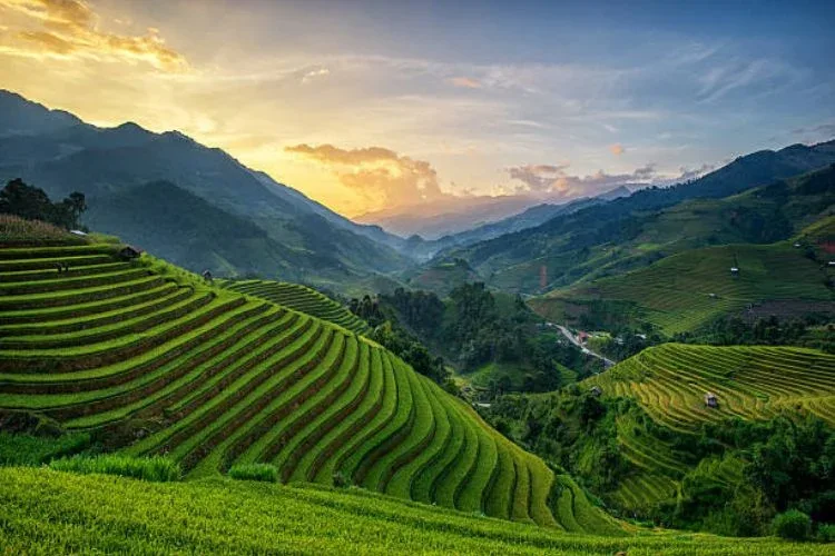 rice terrace bali