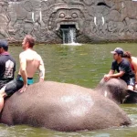 bali elephant safari park