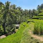 rice terrace in ubud