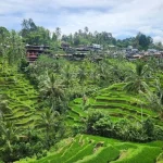 ubud terraces