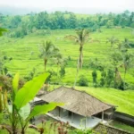 belimbing rice terraces