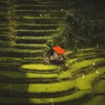 rice fields ubud